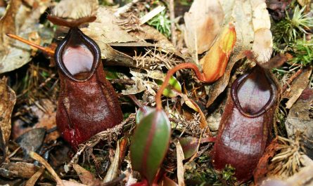 Pitcher plant of Kinabalu Park