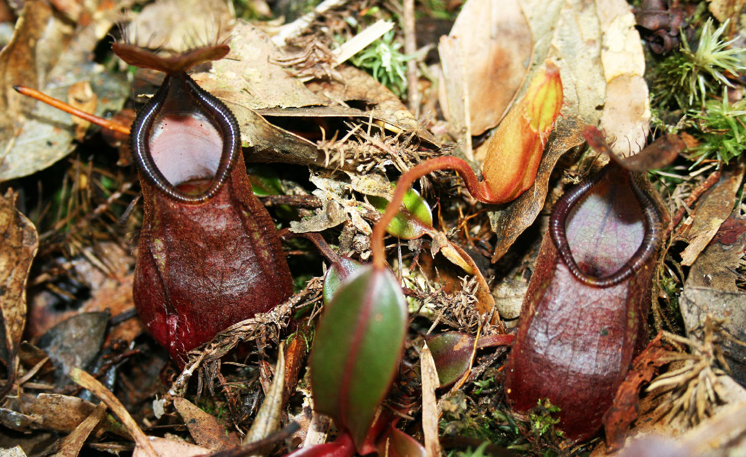 Pitcher plant of Kinabalu Park