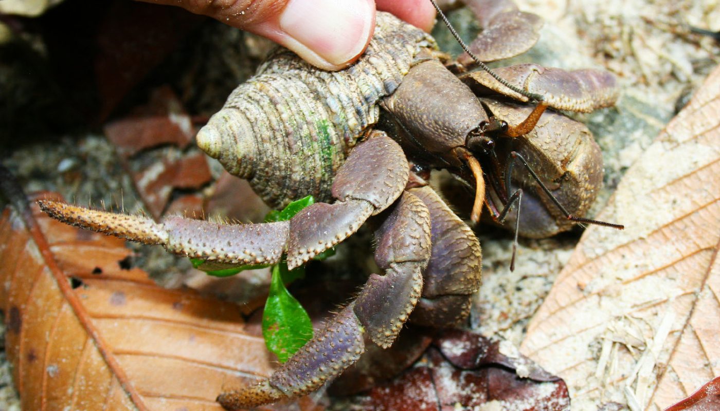 big hermit crab