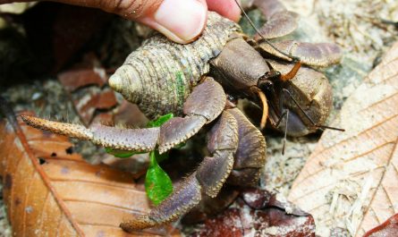 big hermit crab