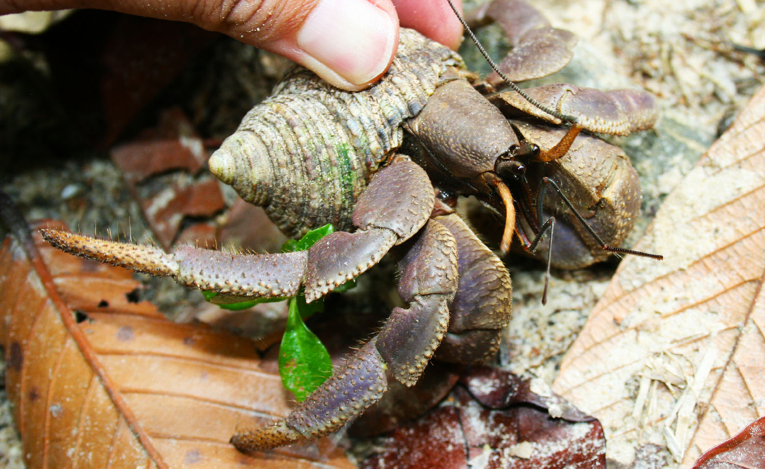 big hermit crab