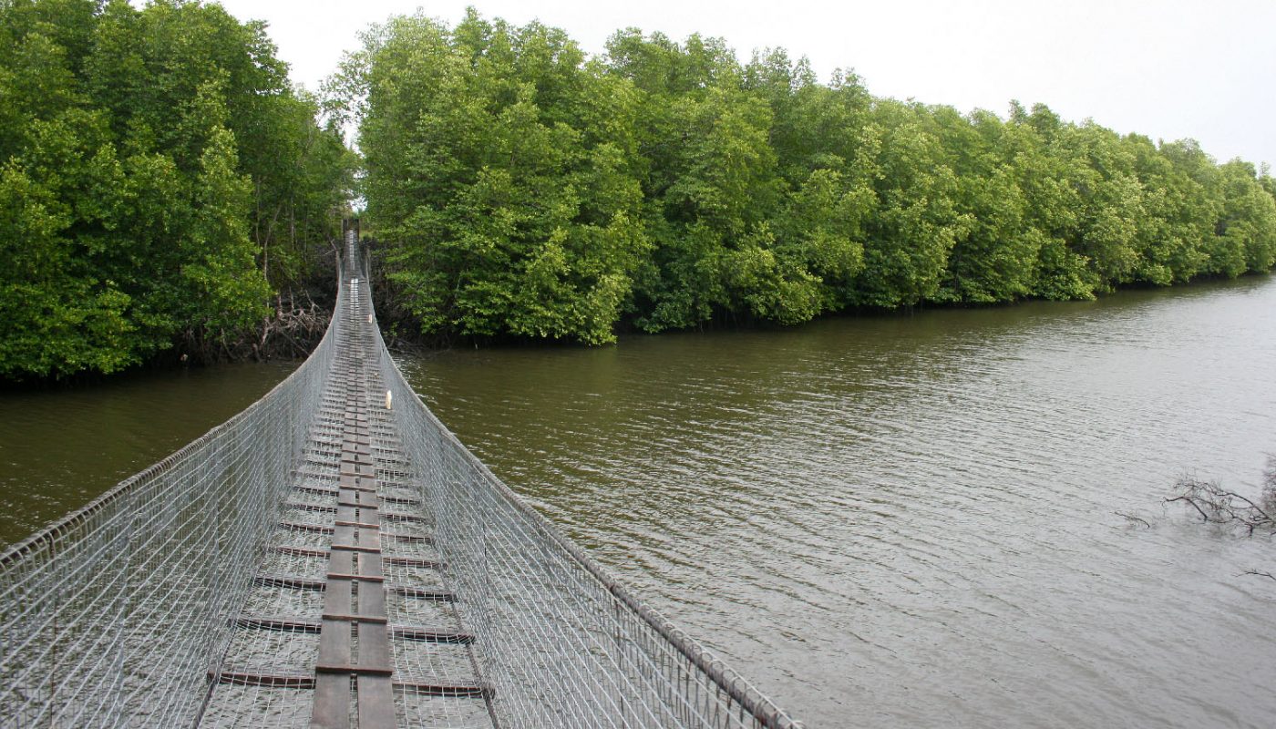 hanging bridge in mangrove