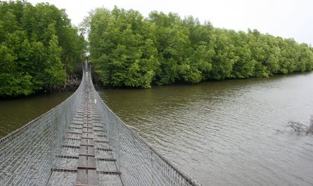 hanging bridge in mangrove