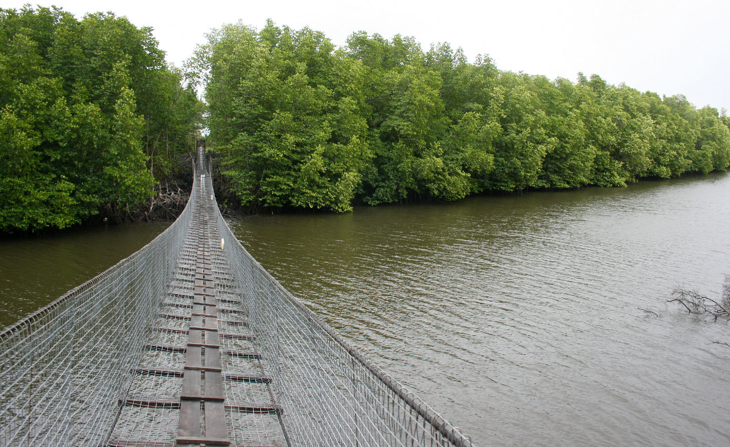 hanging bridge in mangrove