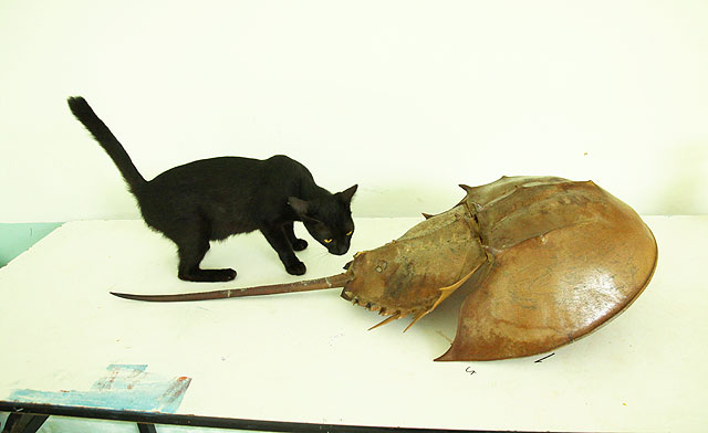 Horseshoe Crab