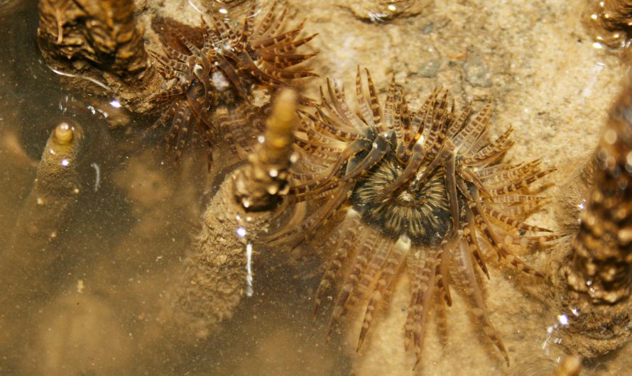 Mangrove Anemone