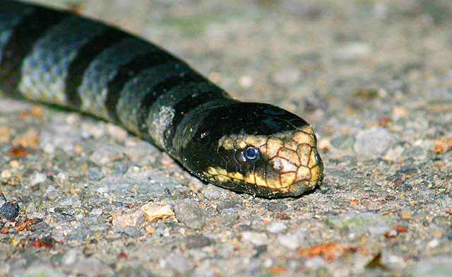 yellow-lipped sea krait