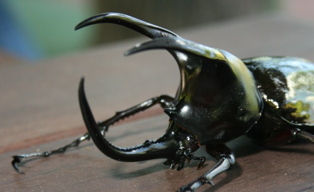 Rhino beetle