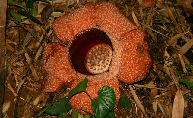 Rafflesia – the Biggest flower in Sabah