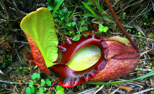 The Biggest pitcher plant in the world