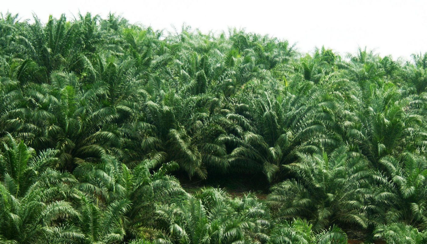 oil palm plantation