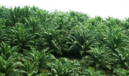 oil palm plantation
