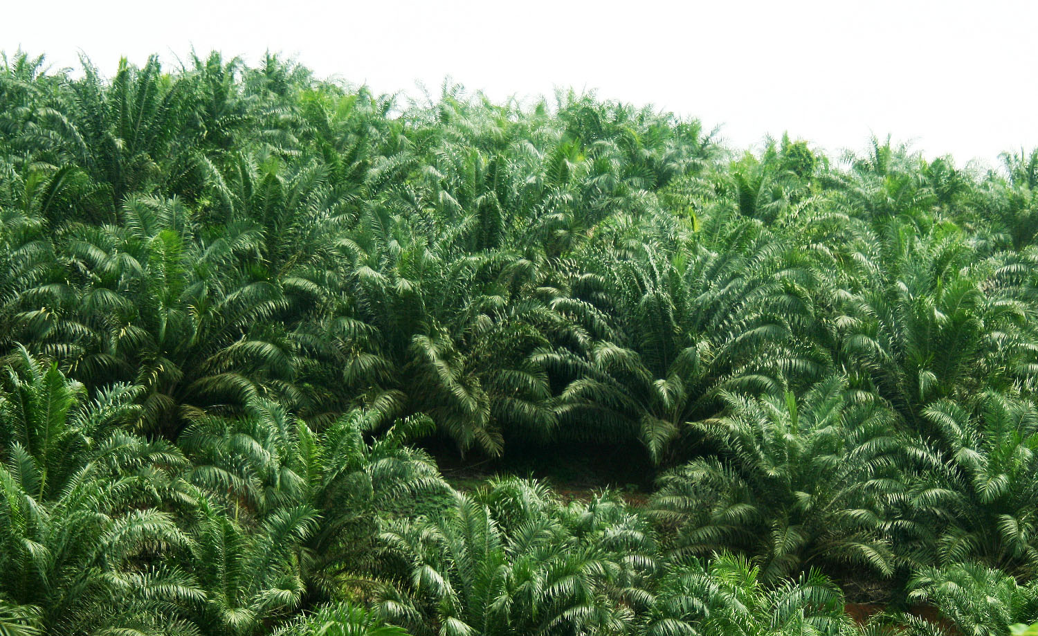 oil palm plantation