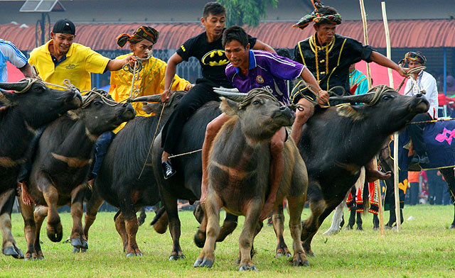 Buffalo race