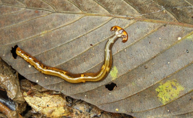 Hammer Head Worm