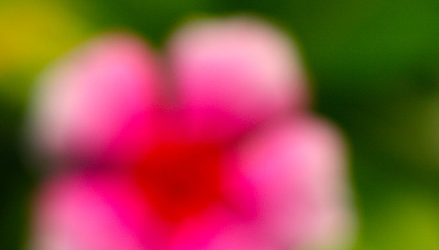 blur flower