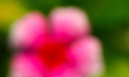 blur flower