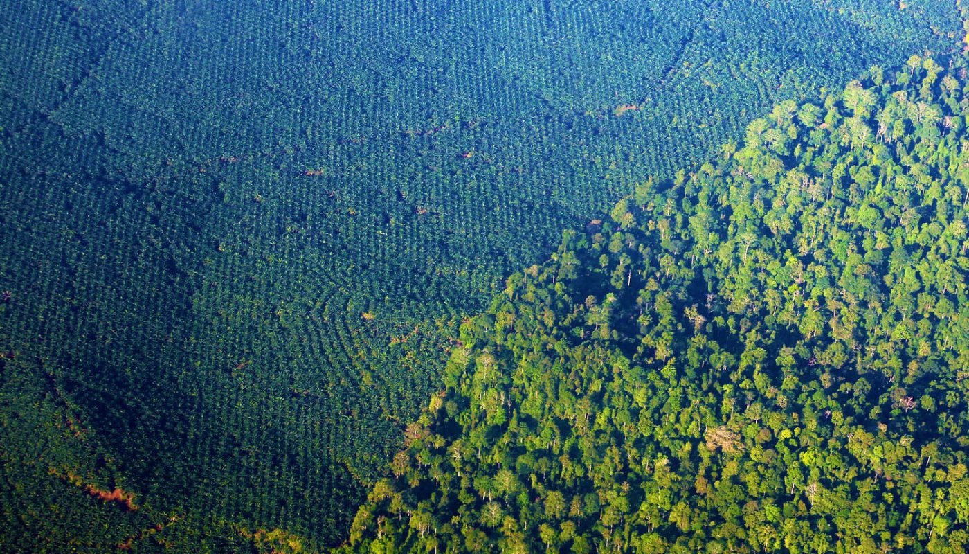 oil palm vs rainforest.jpg