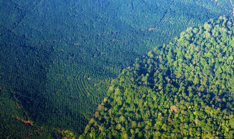 Tawau, the ecology desert