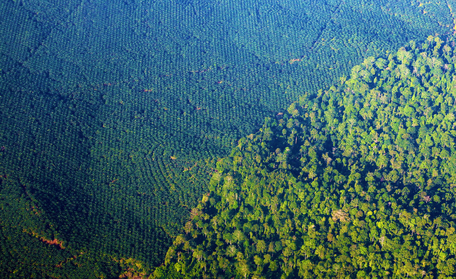 oil palm vs rainforest.jpg