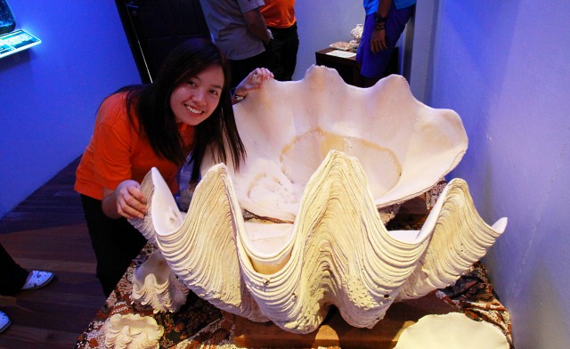 giant clam