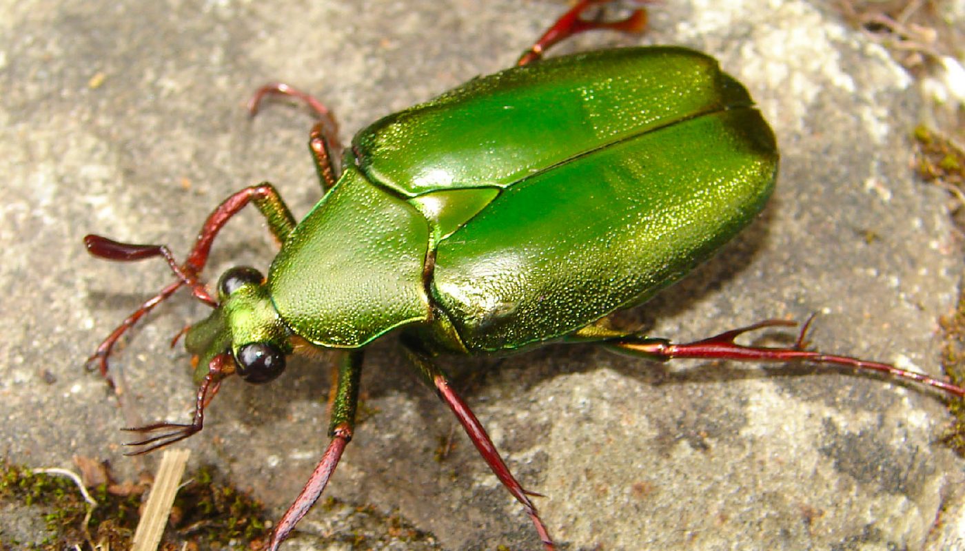 Kinabalu Park beetle