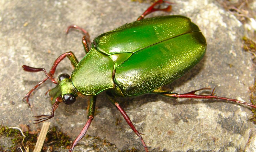 Beetles of Kinabalu Park