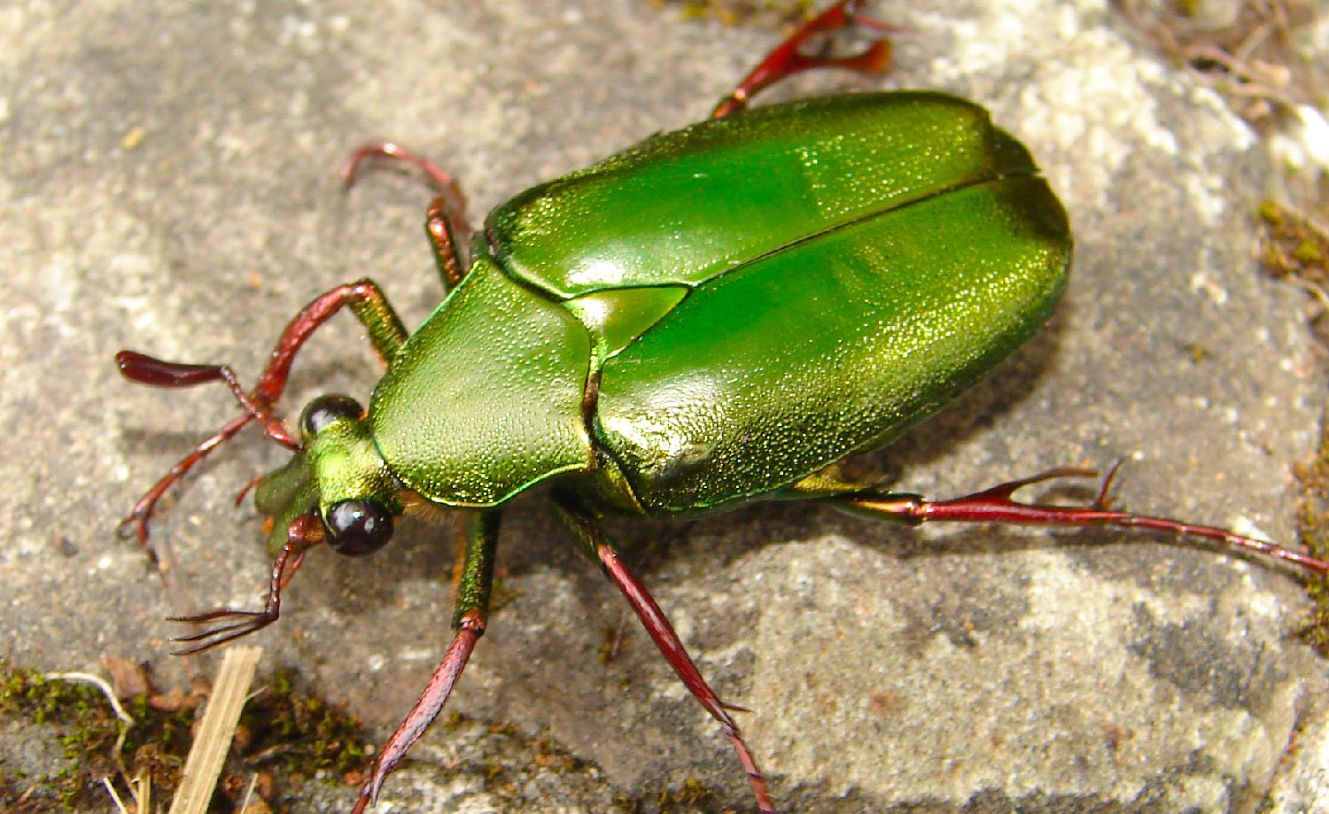 Kinabalu Park beetle