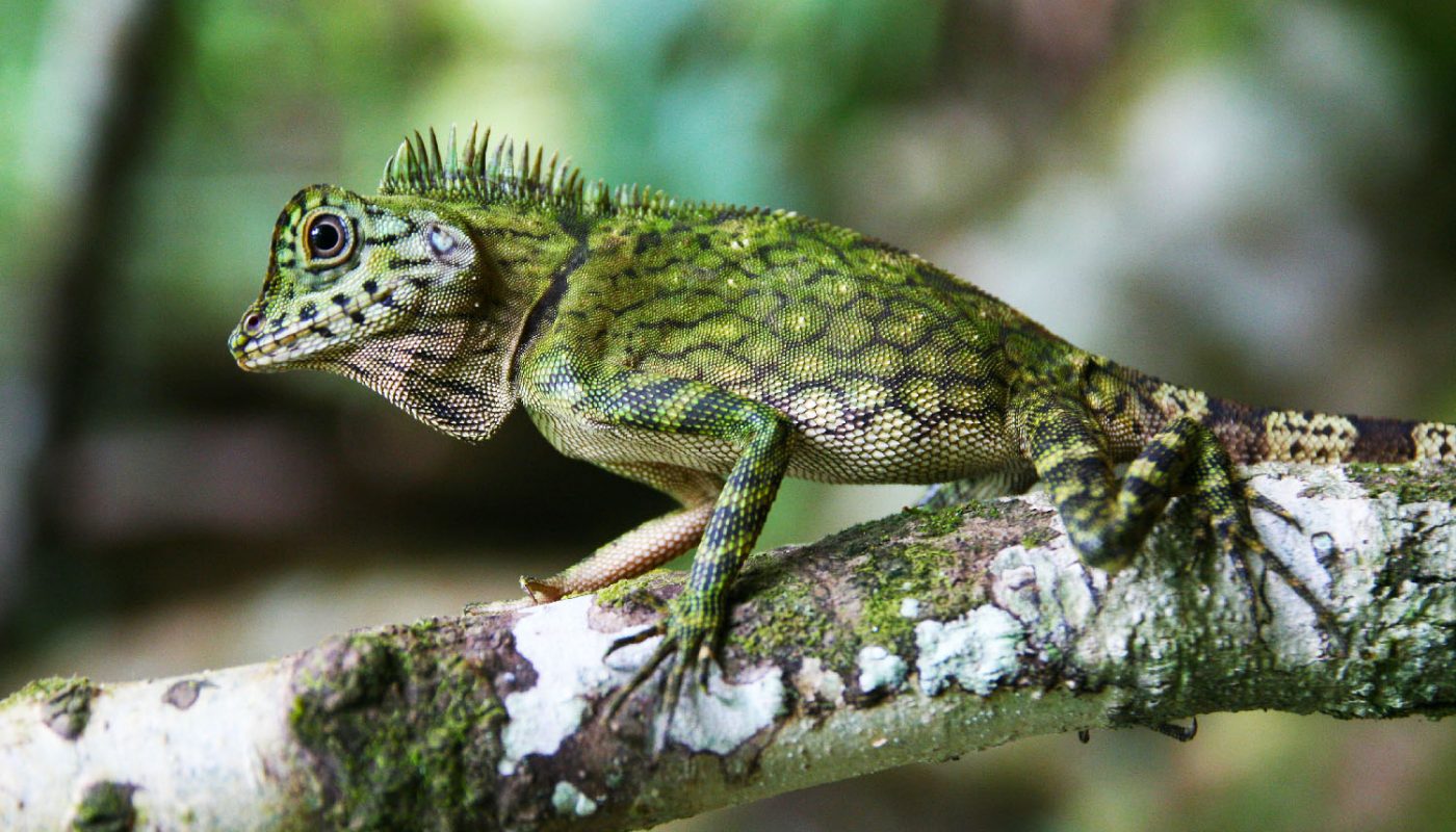 lizard of Tawau Hills Park