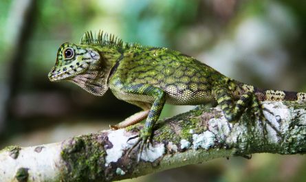 lizard of Tawau Hills Park