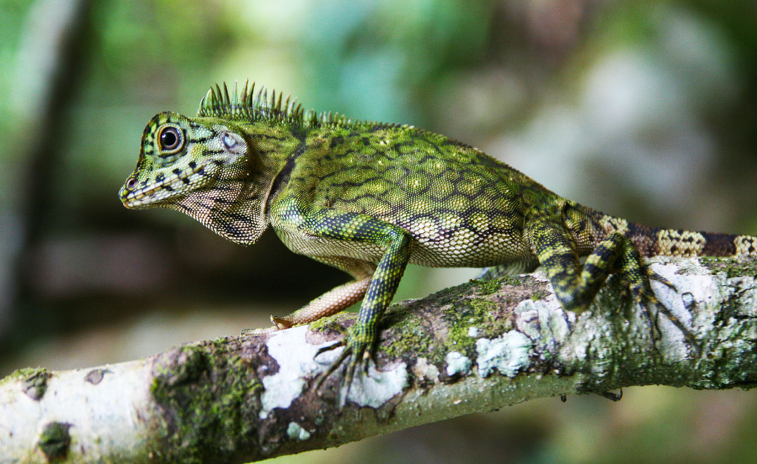 lizard of Tawau Hills Park