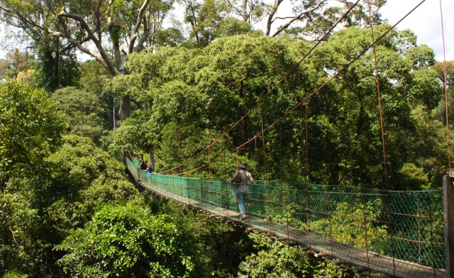 Canopy walk of Danum Valley
