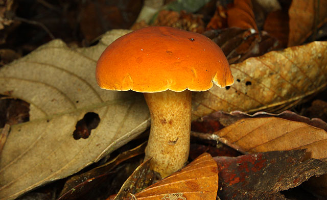 Orange mushroom