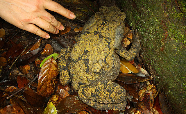Giant river toad