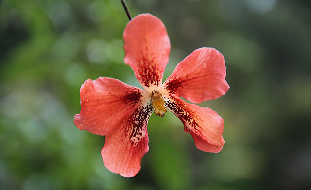 Rare orchid of Maliau Basin