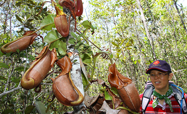 Pitcher plant in heath forest of Maliau Basin