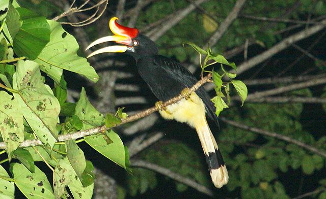 Birds of Sabah (A-B)