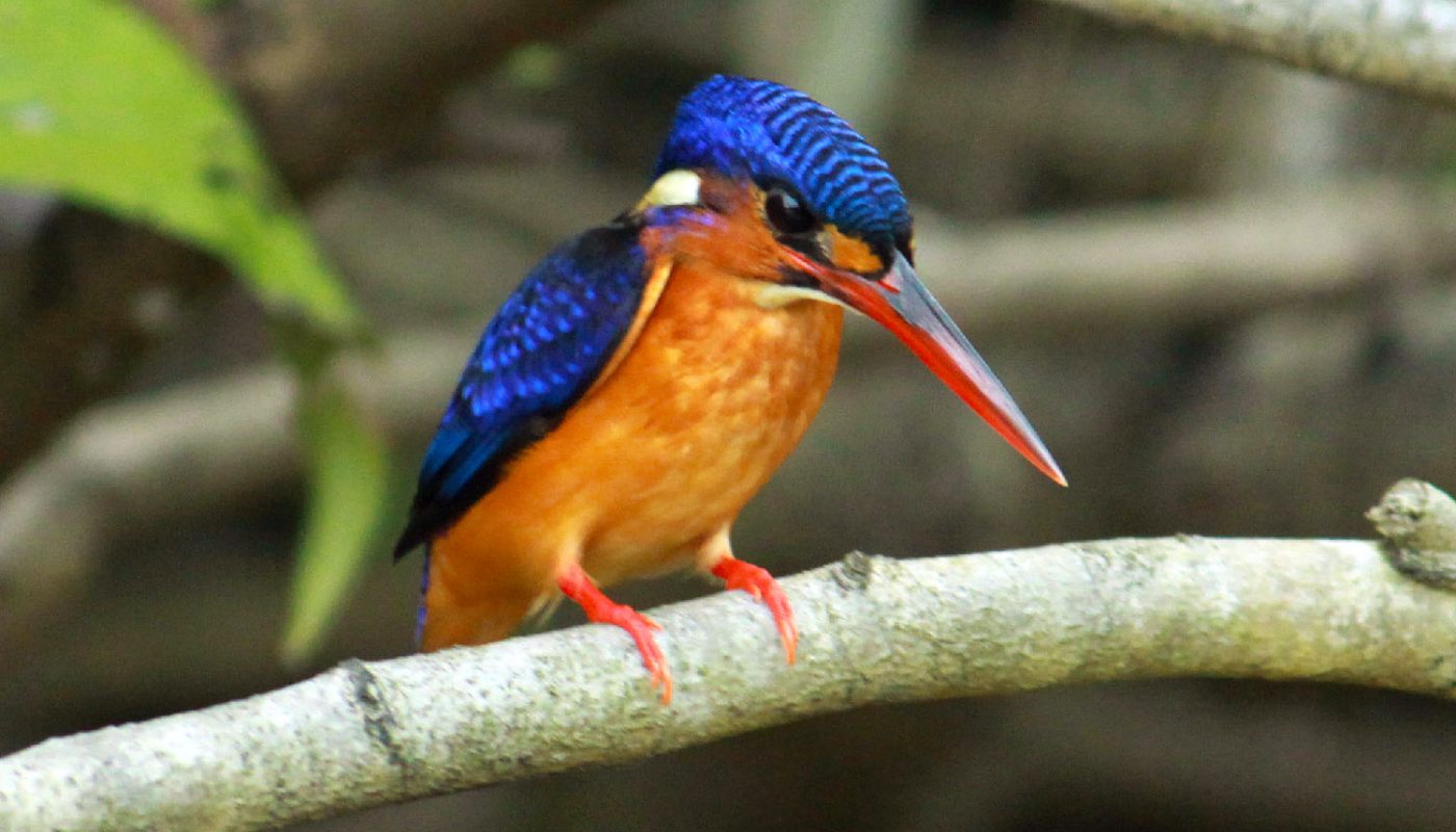 Blue-eared Kingfisher