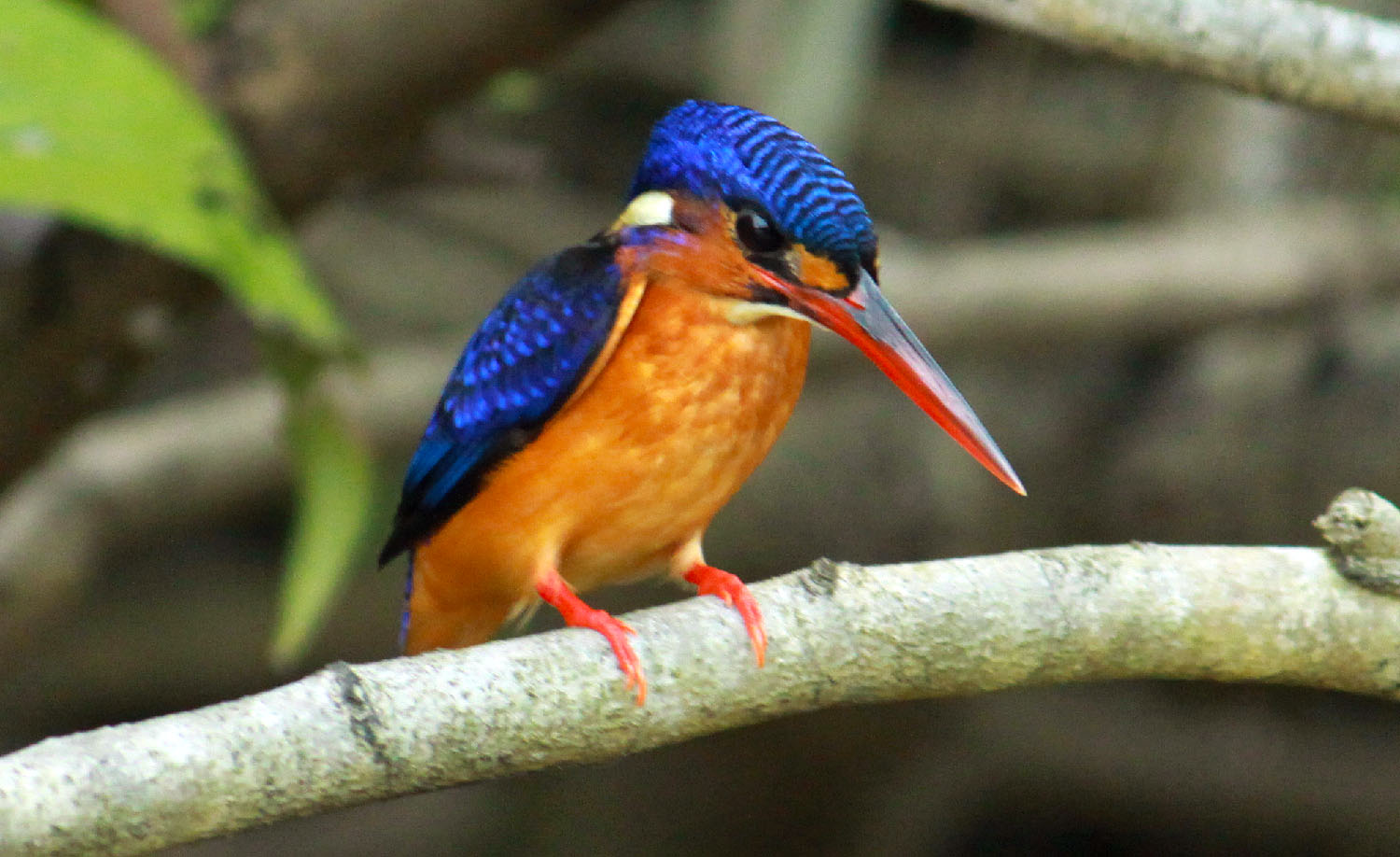 Blue-eared Kingfisher