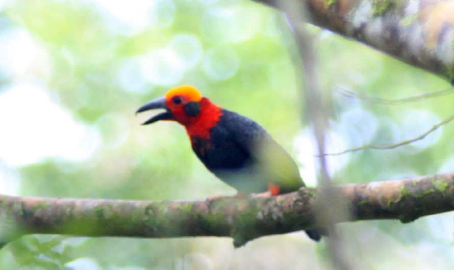 Birds of Sabah (B-C)