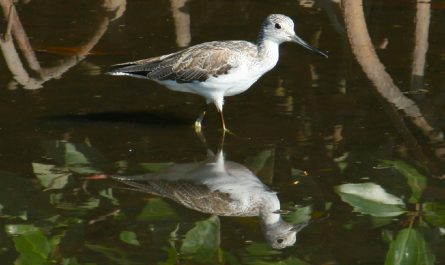 Common Greenshank