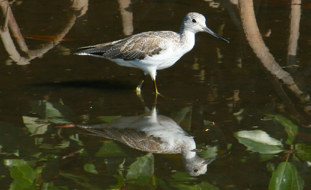 Common Greenshank