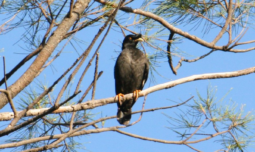 Birds of Sabah (C-G)