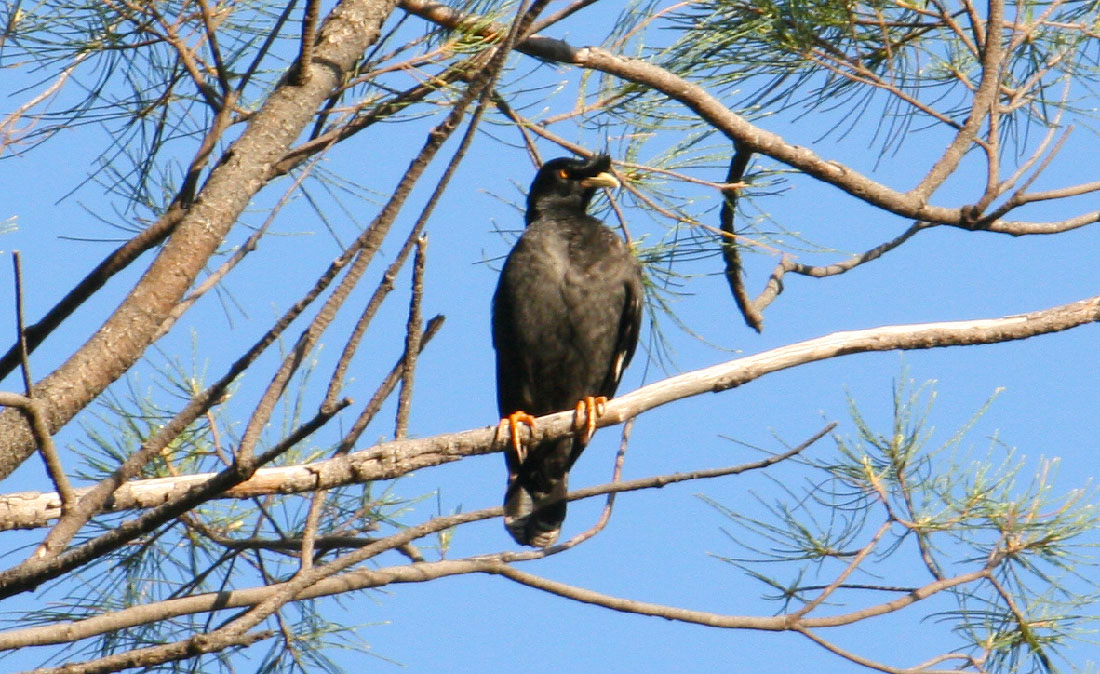 Crested Myna