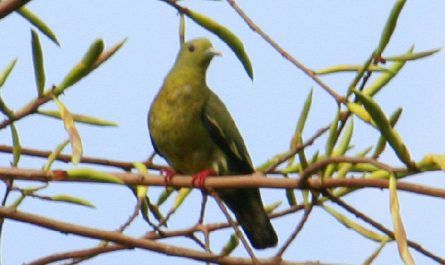 Green Imperial pigeon