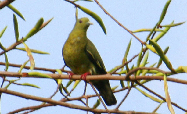 Green Imperial pigeon