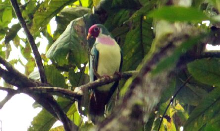 Jumbo Fruit Dove