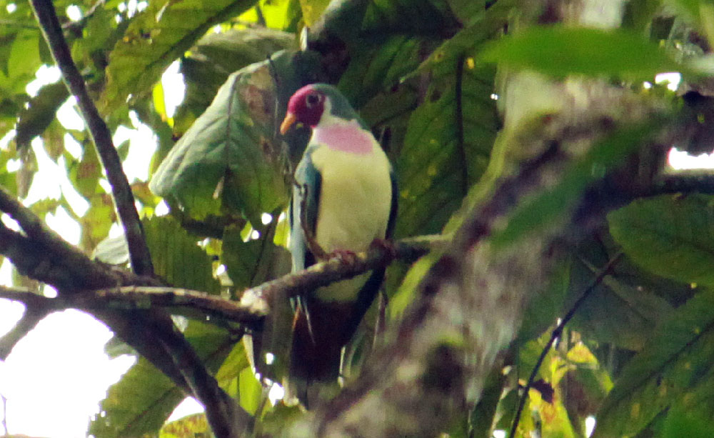 Jumbo Fruit Dove