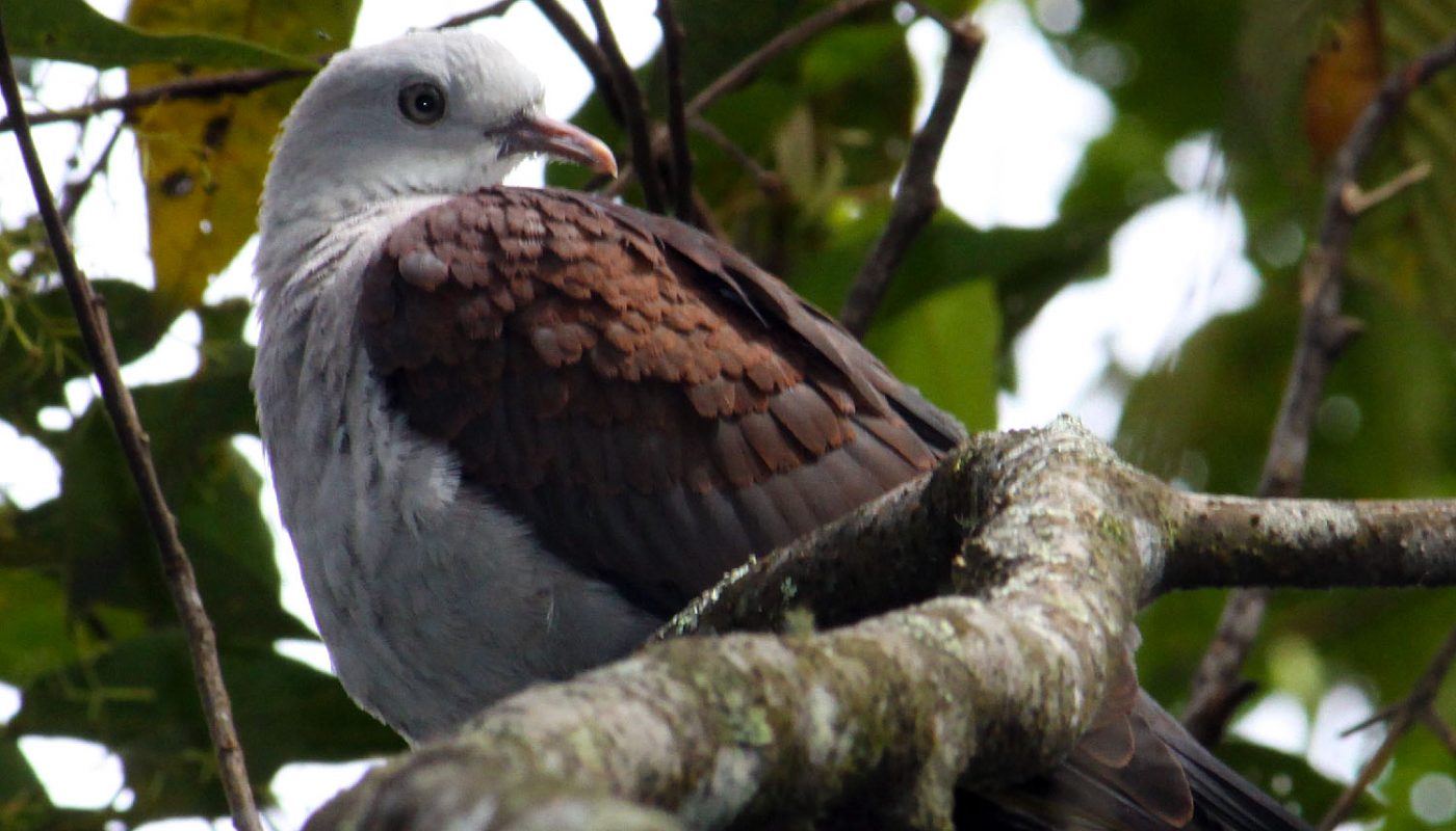 Mountain Imperial Pigeon