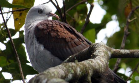 Mountain Imperial Pigeon